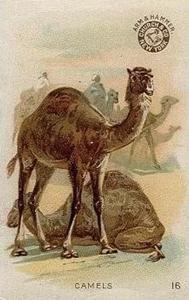 1898 Dwight's Soda Interesting Animals (J10) - Arm & Hammer Interesting Animals #16 Camels Front