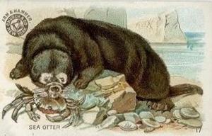 1898 Dwight's Soda Interesting Animals (J10) - Arm & Hammer Interesting Animals #17 Sea Otter Front