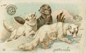 1898 Dwight's Soda Interesting Animals (J10) - Arm & Hammer Interesting Animals #22 Arctic Foxes Front