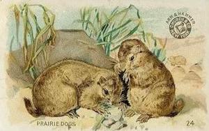 1898 Dwight's Soda Interesting Animals (J10) - Arm & Hammer Interesting Animals #24 Prairie Dogs Front
