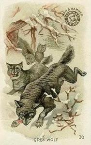 1898 Dwight's Soda Interesting Animals (J10) - Arm & Hammer Interesting Animals #30 Grey Wolf Front