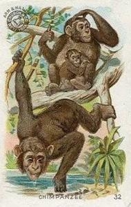 1898 Dwight's Soda Interesting Animals (J10) - Arm & Hammer Interesting Animals #32 Chimpanzee Front