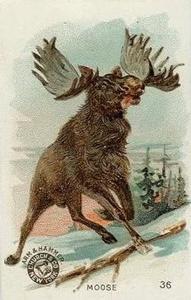 1898 Dwight's Soda Interesting Animals (J10) - Arm & Hammer Interesting Animals #36 Moose Front