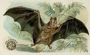 1898 Dwight's Soda Interesting Animals (J10) - Arm & Hammer Interesting Animals #37 Vampire Bat Front