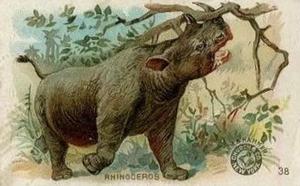 1898 Dwight's Soda Interesting Animals (J10) - Arm & Hammer Interesting Animals #38 Rhinoceros Front