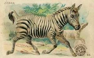 1898 Dwight's Soda Interesting Animals (J10) - Arm & Hammer Interesting Animals #44 Zebra Front