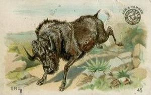 1898 Dwight's Soda Interesting Animals (J10) - Arm & Hammer Interesting Animals #45 Gnu Front