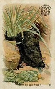 1898 Dwight's Soda Interesting Animals (J10) - Arm & Hammer Interesting Animals #49 Star-nosed Mole Front