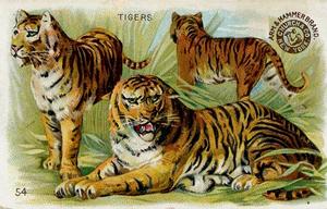 1898 Dwight's Soda Interesting Animals (J10) - Arm & Hammer Interesting Animals #54 Tigers Front