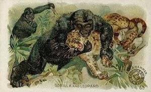 1898 Dwight's Soda Interesting Animals (J10) - Arm & Hammer Interesting Animals #55 Gorilla and Leopard Front