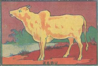 1940 Toy Animals (R159-1) #NNO Zebu Front