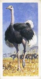 1965 Brooke Bond Rhodesia African Birds #1 Ostrich Front