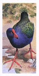 1965 Brooke Bond Rhodesia African Birds #16 Purple Gallinule Front
