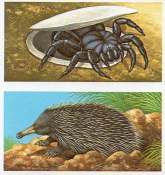 1986 Brooke Bond Incredible Creatures (Walton address without Dept IC)(Double Cards) #3-4 Trapdoor Spider / Spiny Anteater Front