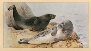 1983 Doncella British Mammals #8 Grey Seal Front