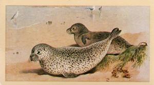1983 Doncella British Mammals #9 Common Seal Front