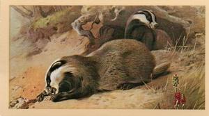 1983 Doncella British Mammals #11 Badger Front