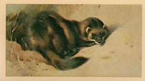 1983 Doncella British Mammals #13 Polecat Front