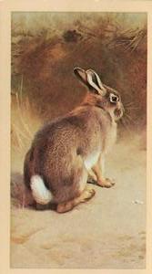 1983 Doncella British Mammals #26 Rabbit Front