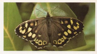 1984 Doncella British Butterflies #1 Speckled Wood Front