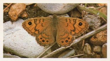 1984 Doncella British Butterflies #2 Wall Front