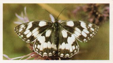 1984 Doncella British Butterflies #3 Marbled White Front