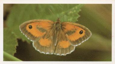 1984 Doncella British Butterflies #4 Gatekeeper or Hedge Brown Front
