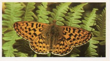 1984 Doncella British Butterflies #5 Pearl-Bordered Fritillary Front