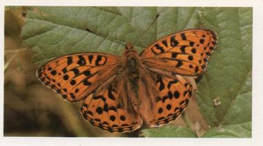 1984 Doncella British Butterflies #6 High Brown Fritillary Front
