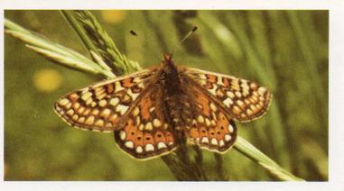 1984 Doncella British Butterflies #7 Marsh Fritillary Front