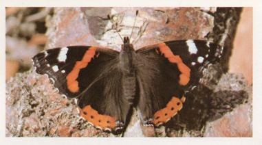 1984 Doncella British Butterflies #8 Red Admiral Front