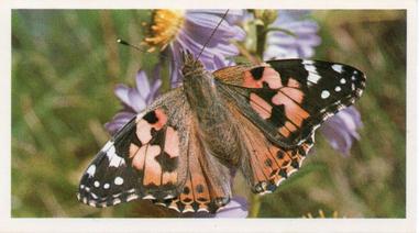 1984 Doncella British Butterflies #9 Painted Lady Front