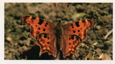 1984 Doncella British Butterflies #12 Comma Front