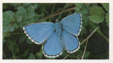 1984 Doncella British Butterflies #19 Adonis Blue Front