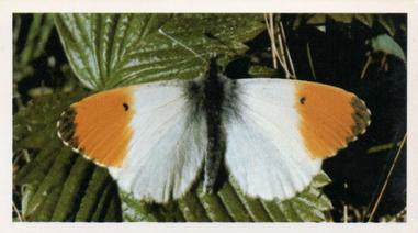 1984 Doncella British Butterflies #28 Orange Tip Front