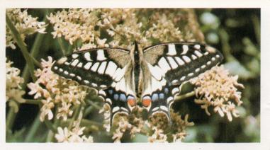 1984 Doncella British Butterflies #30 Swallowtail Front
