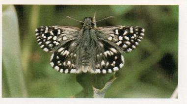 1984 Doncella British Butterflies #31 Grizzled Skipper Front