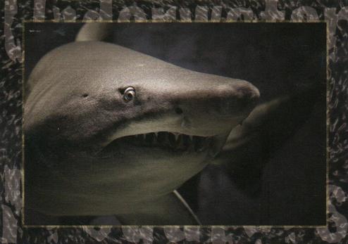 2018 Design at London Colour Limited Underwater Predators #3 Bull Shark Front