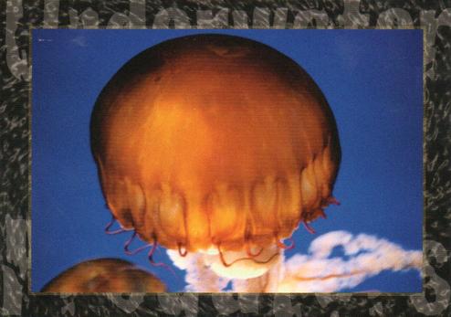 2018 Design at London Colour Limited Underwater Predators #8 Sea Nettle Jellyfish Front