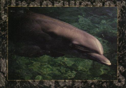 2018 Design at London Colour Limited Underwater Predators #17 Dolphin Front