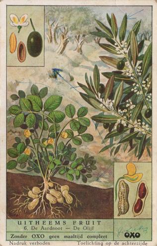 1952 Liebig/Oxo Uitheems Fruit (Exotic Fruits) (Dutch Text) (F1541, S1537) #6 De Aardnoot - De Olijf Front