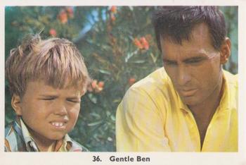1967 Monty Gum TV Shows (Series 3) #36 Gentle Ben Front
