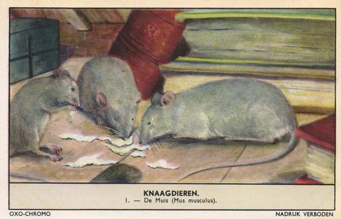 1956 Liebig/Oxo Knaagdieren (Rodents) (Dutch Text) (F1654, S1655) #1 De Muis (Mus musculus) Front