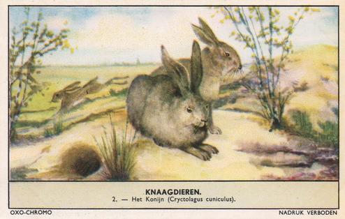 1956 Liebig/Oxo Knaagdieren (Rodents) (Dutch Text) (F1654, S1655) #2 Het Konijn (Cryctolagus cuniculus) Front