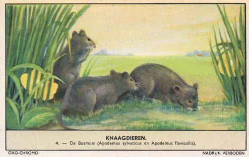 1956 Liebig/Oxo Knaagdieren (Rodents) (Dutch Text) (F1654, S1655) #4 De Bosmuis (Apodemus sylvaticus en Apodemus flavicollis Front