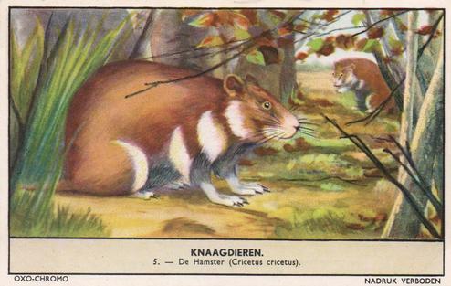 1956 Liebig/Oxo Knaagdieren (Rodents) (Dutch Text) (F1654, S1655) #5 De Hamster (Cricetus cricetus) Front