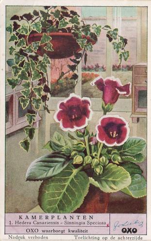 1953 Liebig Kamerplanten (House Plants) (Dutch Text) (F1573, S1574) #1 Hedera Canariensis - Sinningia Speciosa Front