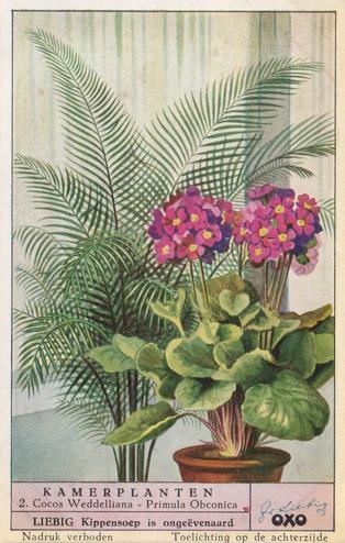 1953 Liebig Kamerplanten (House Plants) (Dutch Text) (F1573, S1574) #2 Cocos Weddelliana - Pimula Obconica Front