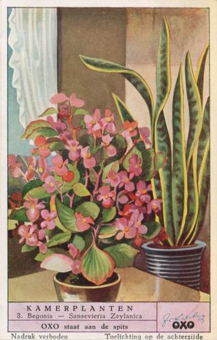 1953 Liebig Kamerplanten (House Plants) (Dutch Text) (F1573, S1574) #3 Begonia - Sansevieria Zeylanica Front