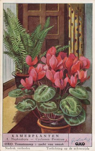 1953 Liebig Kamerplanten (House Plants) (Dutch Text) (F1573, S1574) #4 Nephrolepis - Cyclamen Persicum Front